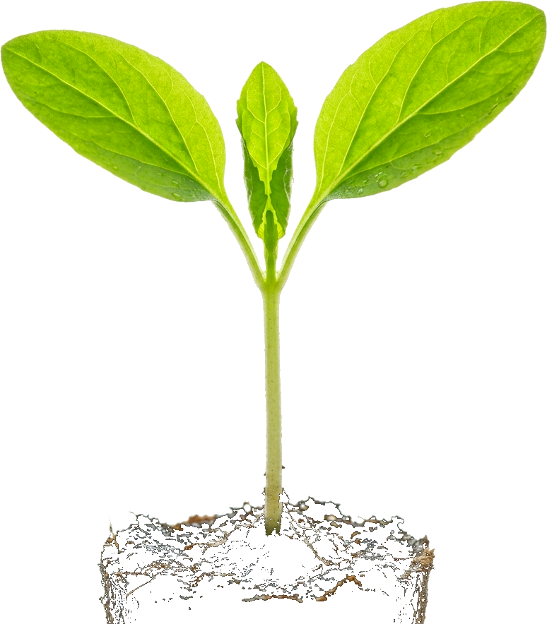 MODERN OVERSEAS Natural Sprout